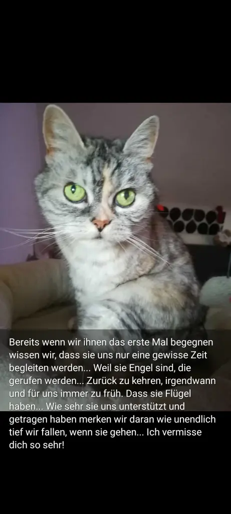 Condolence image of Silke mit Mia im Herzen