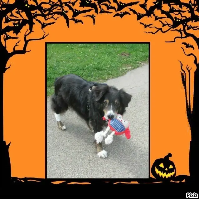 Condolence image of Tanja mit Timmy im Herzen 