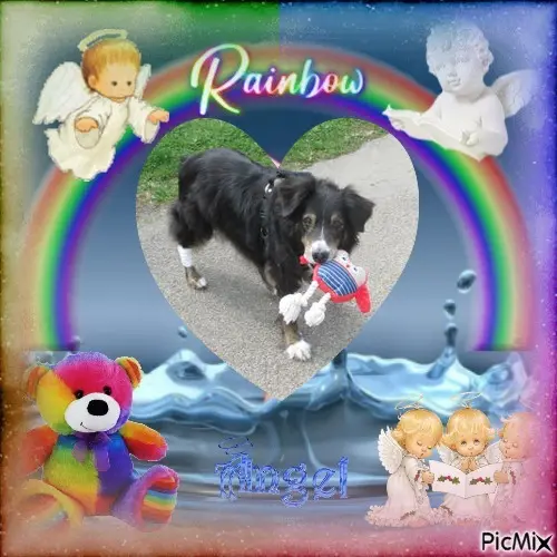 Condolence image of Sonntags❤️Rosen❤️❤️❤️❤️❤️❤️