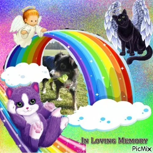 Condolence image of Sonntags❤️Rosen❤️❤️❤️❤️❤️❤️