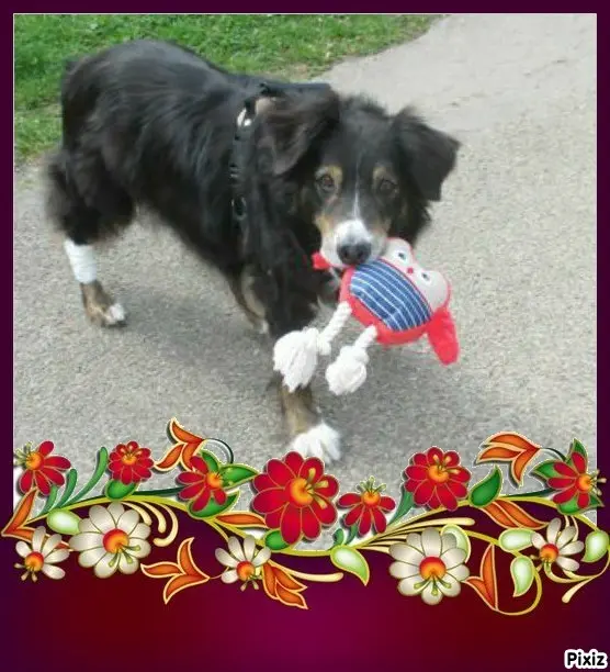 Condolence image of Tanja mit Timmy im Herzen 