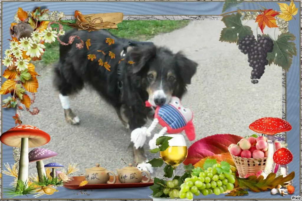 Condolence image of Tanja mit Timmy im Herzen 