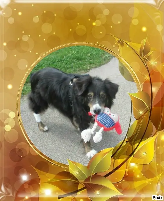 Condolence image of Tanja mit Timmy im Herzen