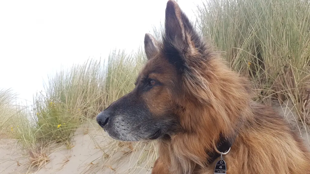 Condolence image of Silke mit Gila im ❤