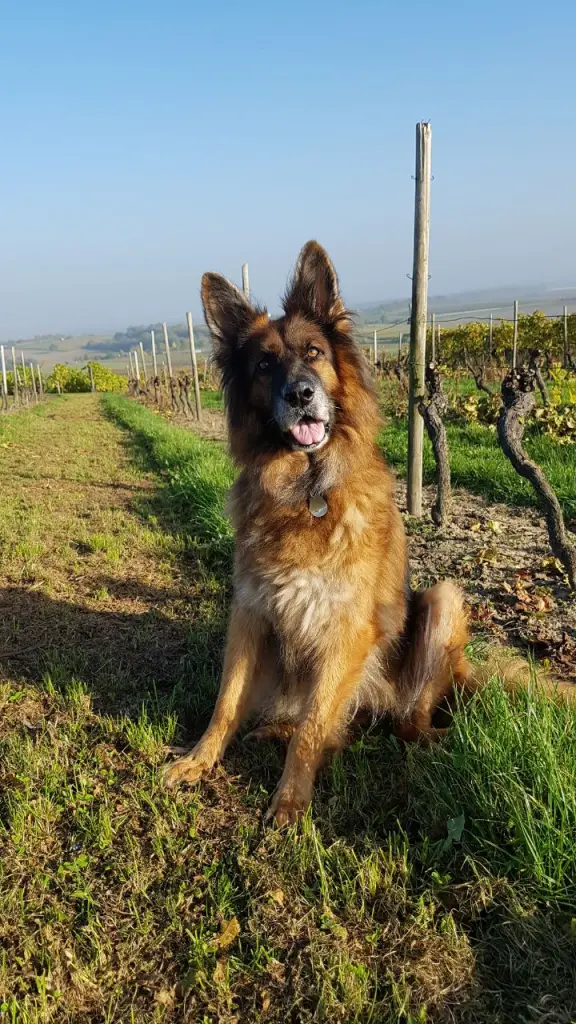 Condolence image of Silke mit Gila im ❤