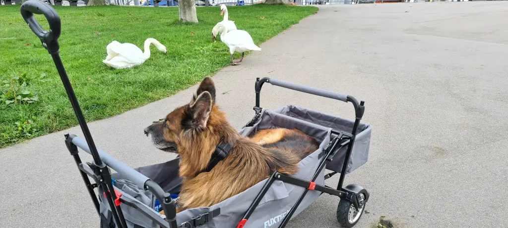 Condolence image of Silke mit Gila im ❤