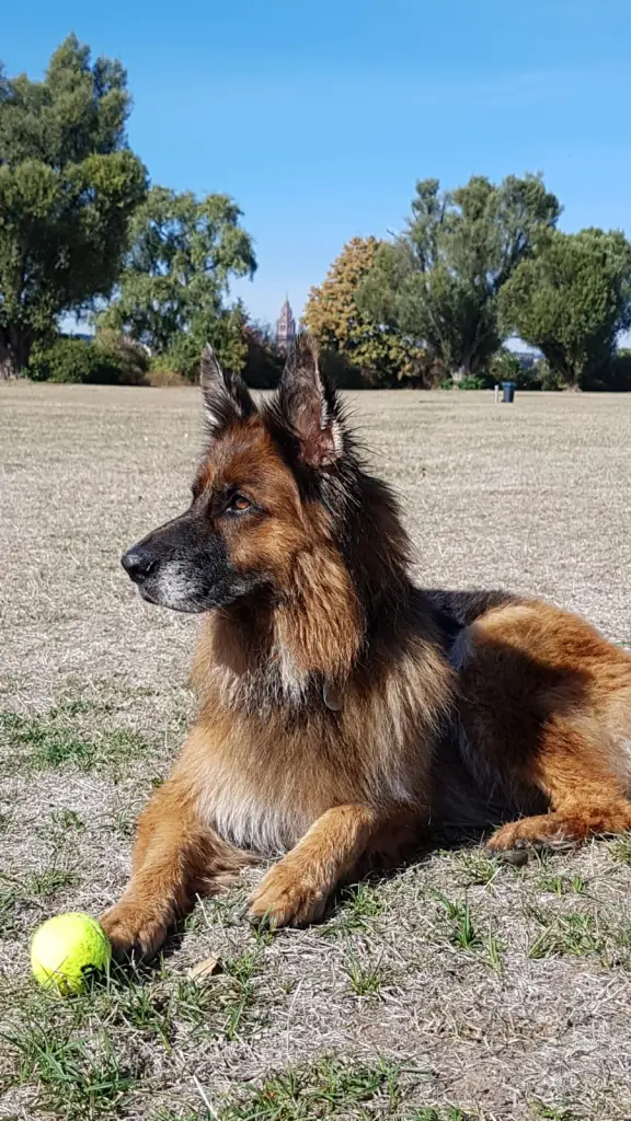 Condolence image of Silke mit Gila im ❤