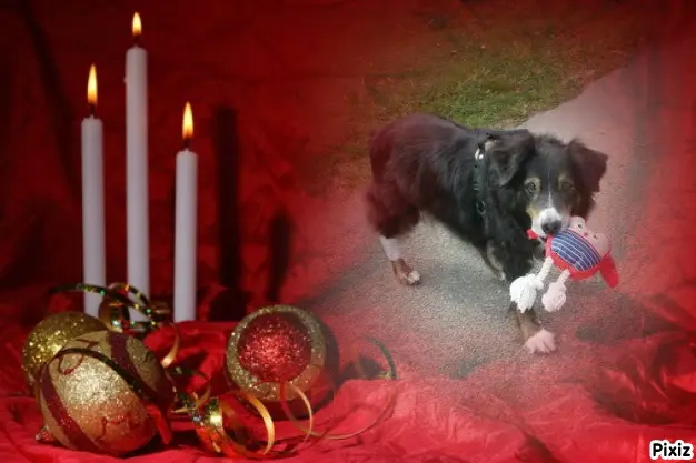 Condolence image of Tanja mit Timmy im Herzen 