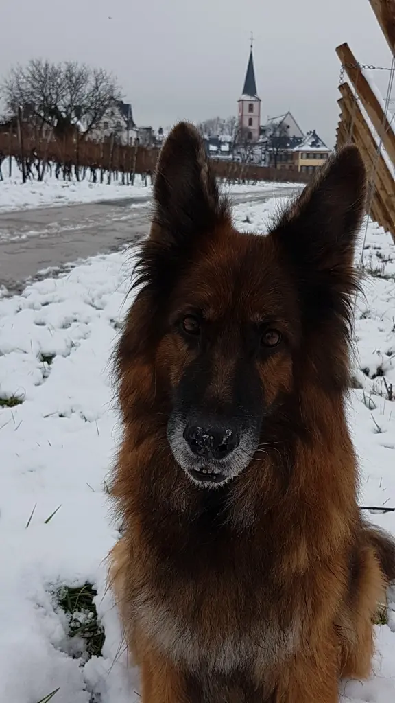 Condolence image of Silke mit Gila im ❤