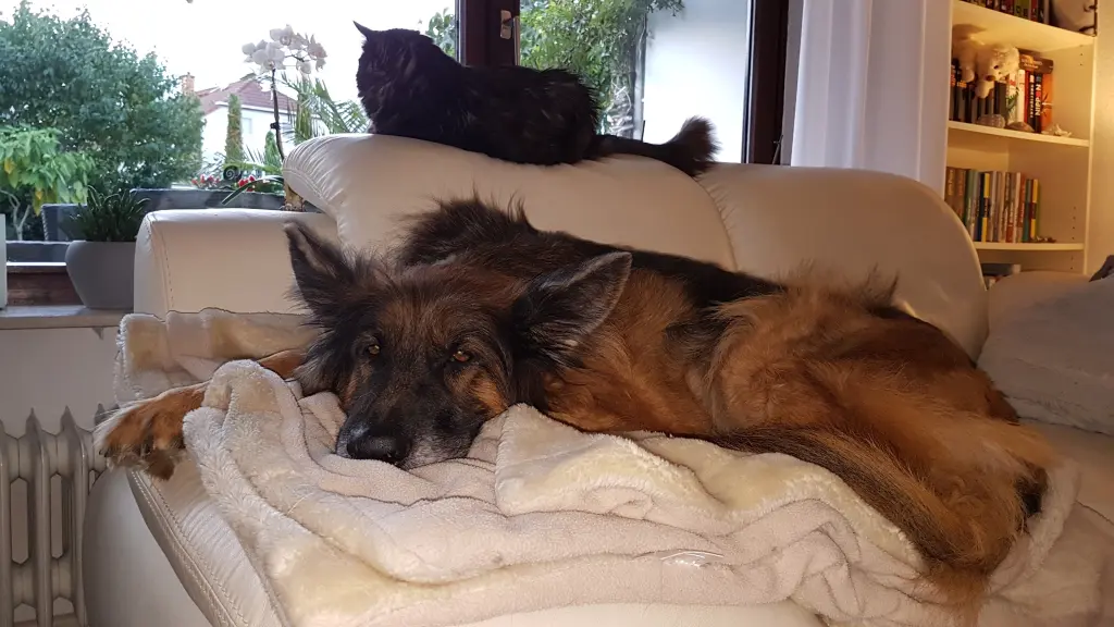 Condolence image of Silke mit Gila im ❤