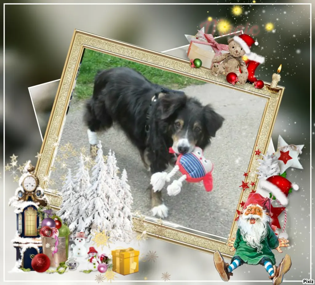 Condolence image of Tanja mit Timmy im Herzen 