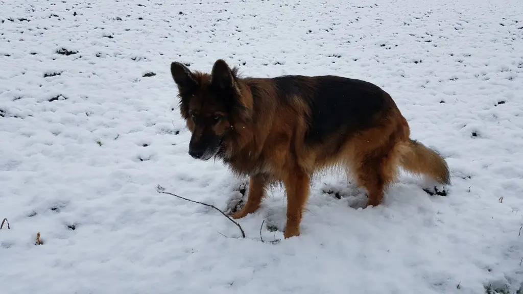 Condolence image of Silke mit Gila im ❤