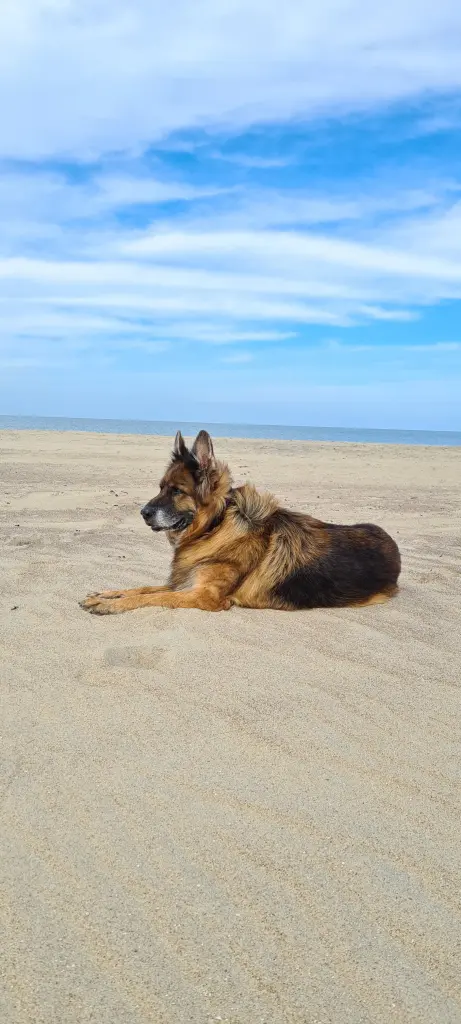 Condolence image of Silke mit Gila im ❤