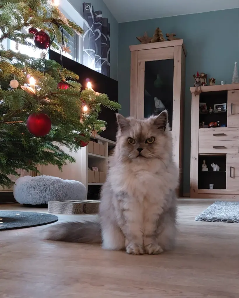 Condolence image of Daniela  mit Pauline im ♥️ (+27.05.2021)