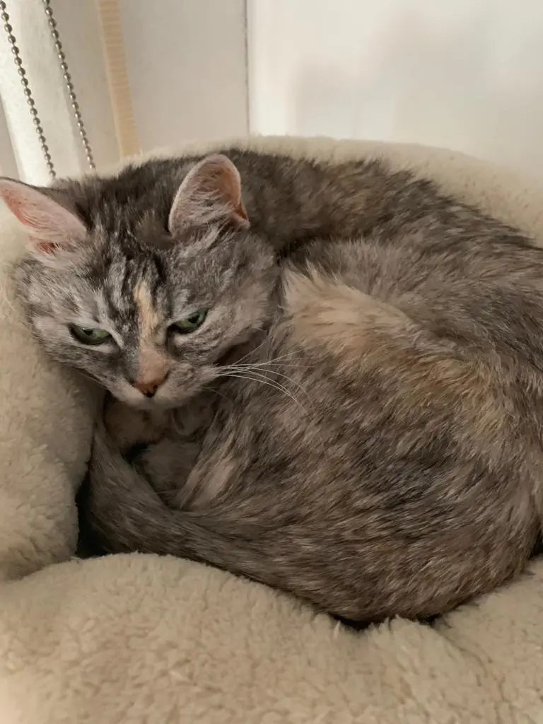 Condolence image of Erledigt