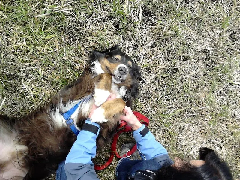 Condolence image of Fraule in Liebe