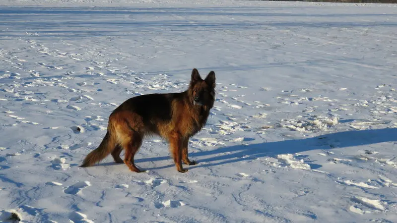 Condolence image of Silke mit Gila im ❤