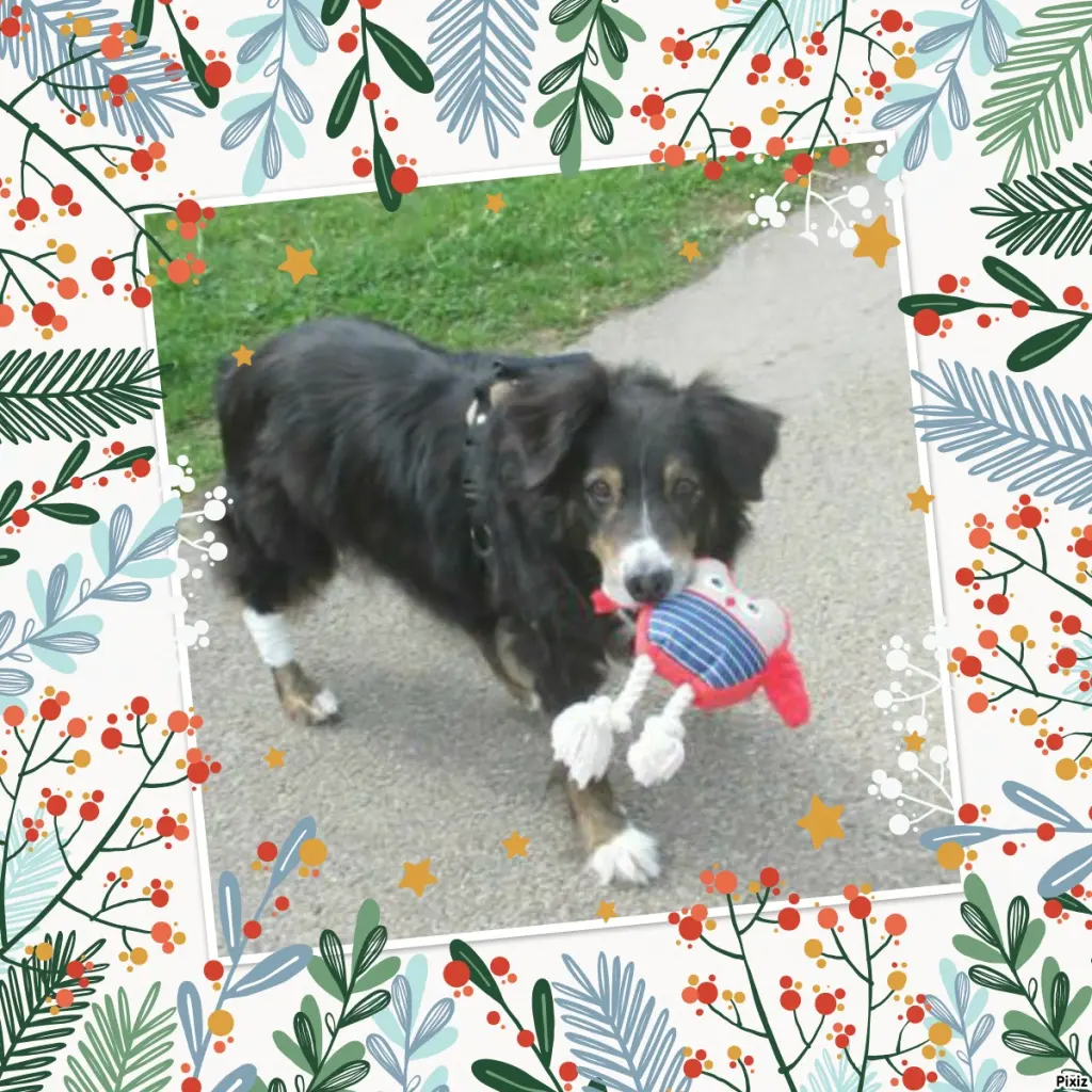 Condolence image of Tanja mit Timmy im Herzen