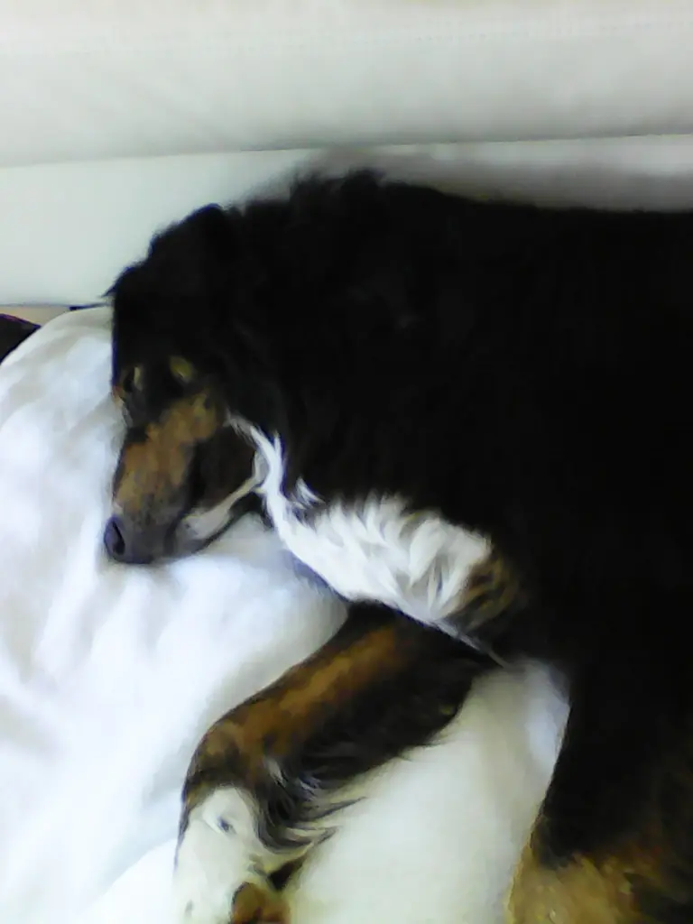 Condolence image of Fraule in Liebe