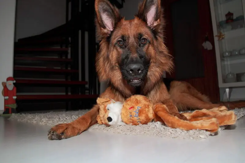 Condolence image of Silke mit Gila im ❤