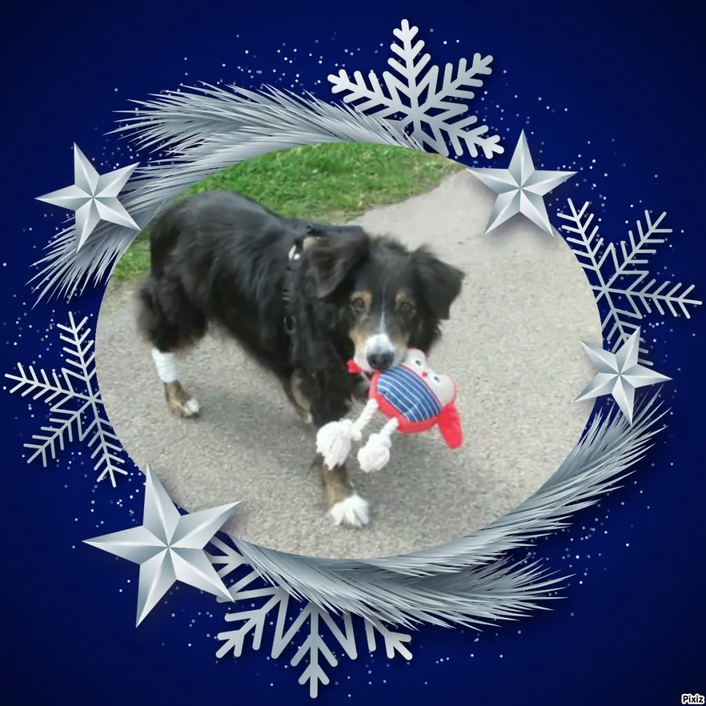 Condolence image of Tanja mit Timmy im Herzen 