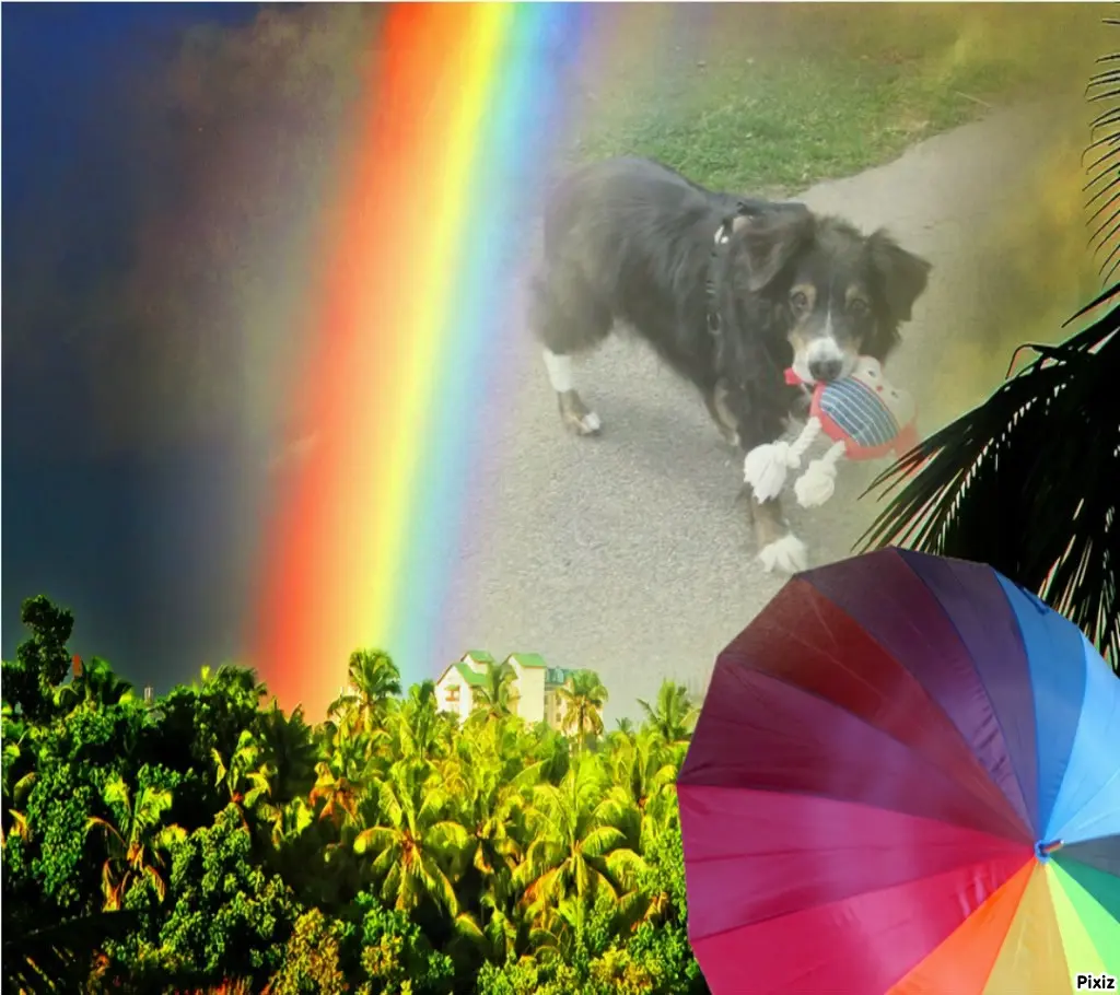 Condolence image of Tanja mit Timmy im Herzen