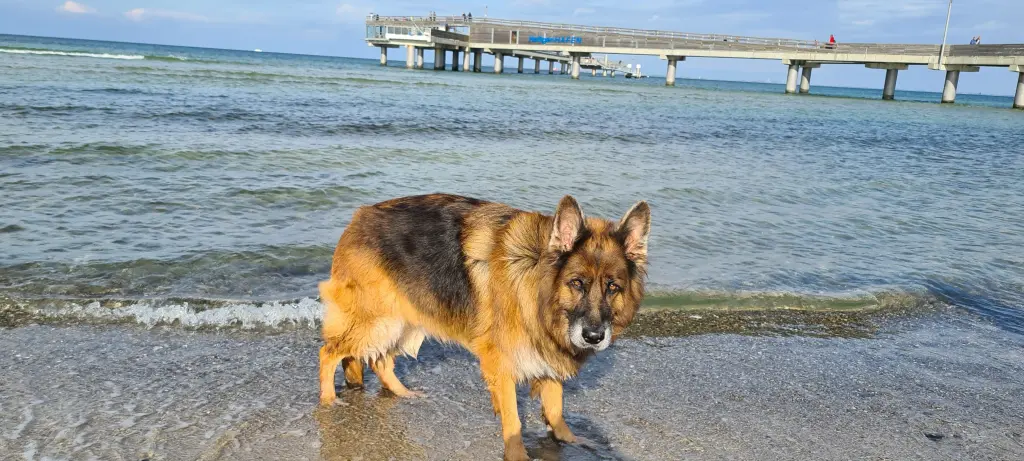 Condolence image of Silke mit Gila im ❤