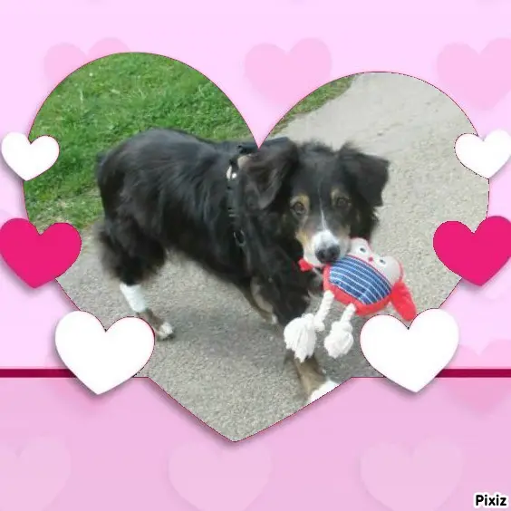 Condolence image of Tanja mit Timmy im Herzen