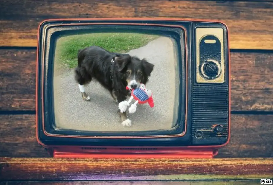 Condolence image of Tanja mit Timmy im Herzen