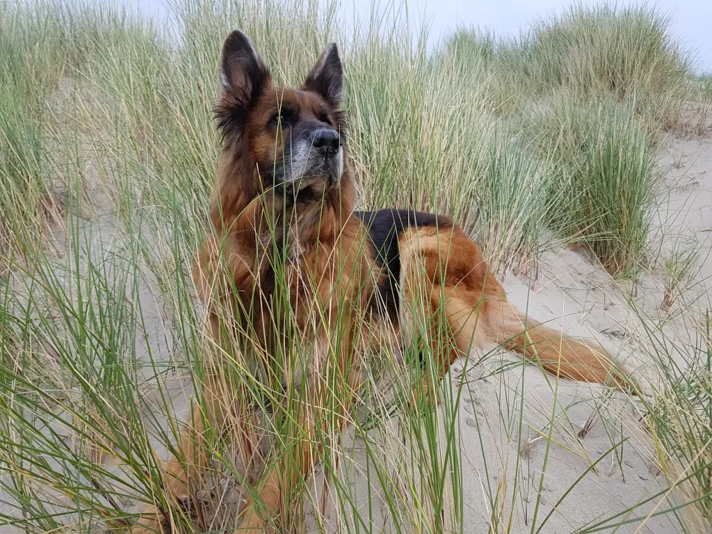 Condolence image of Silke mit Gila im ❤