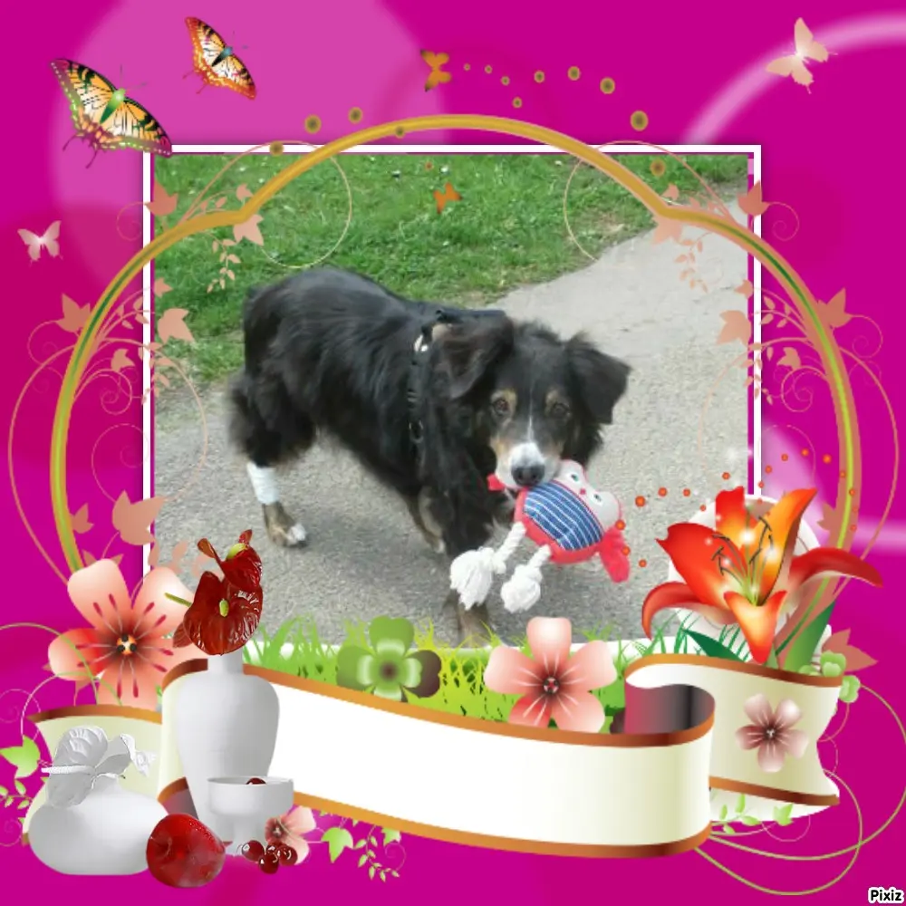 Condolence image of Tanja mit Timmy im Herzen