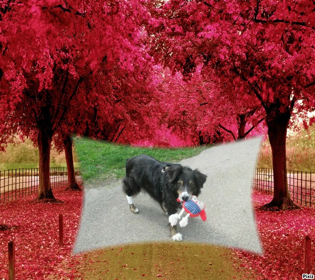 Condolence image of Tanja mit Timmy im Herzen 