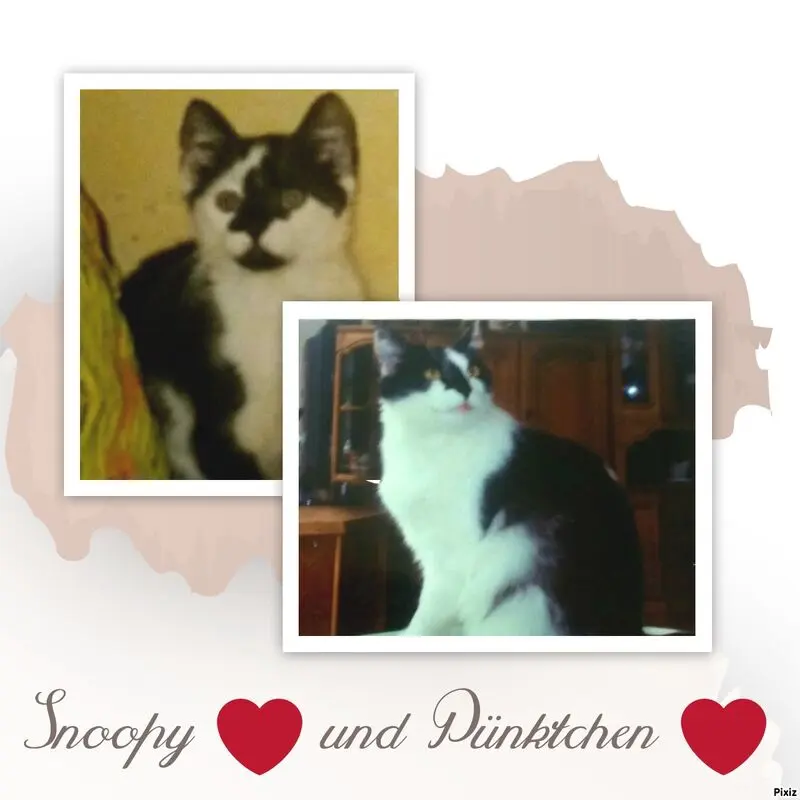 Condolence image of Snoopy❤Pünktchen