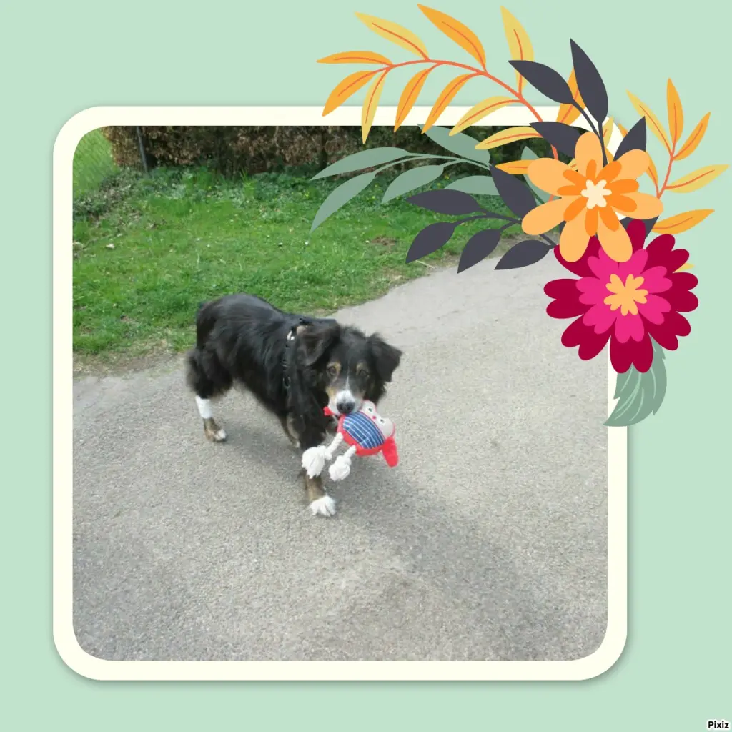 Condolence image of Tanja mit Timmy im Herzen 