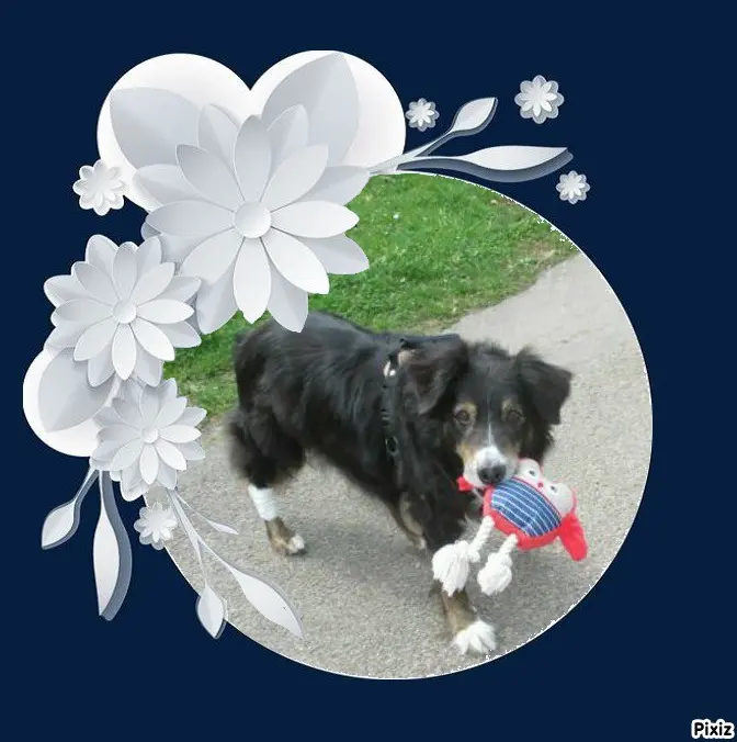 Condolence image of Tanja mit Timmy im Herzen 