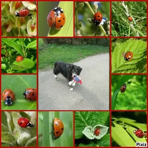Condolence image of Tanja mit Timmy im Herzen