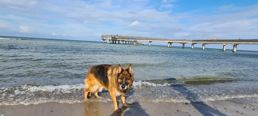 Condolence image of Silke mit Gila im ❤