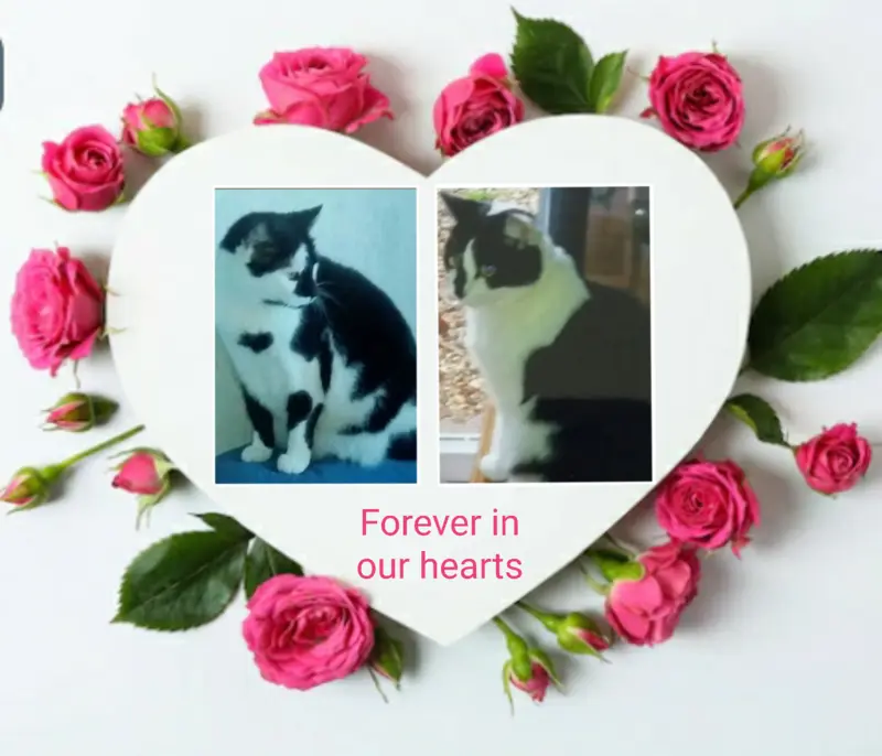 Condolence image of Annemarie und Elke mit Snoopy im Herzen gest.04.01.2022