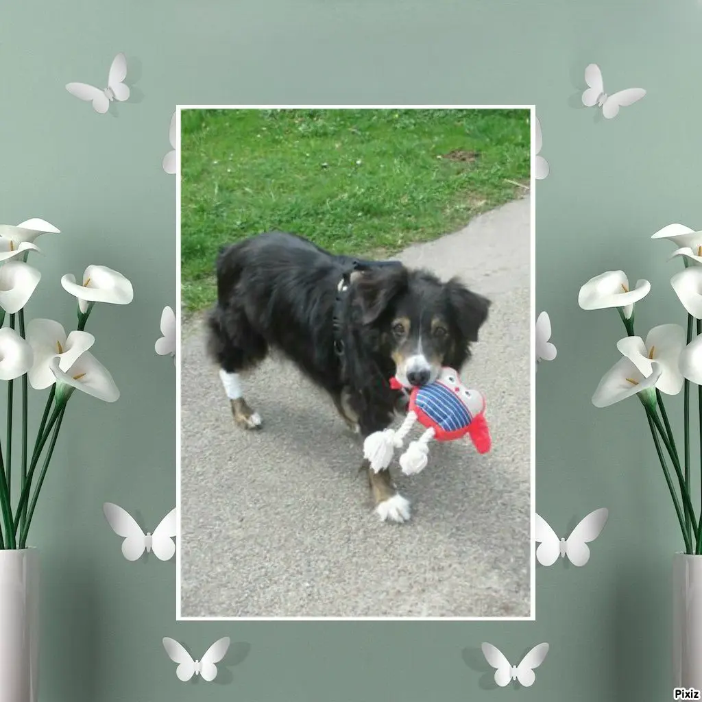 Condolence image of Tanja mit Timmy im Herzen