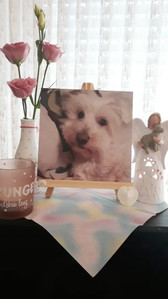 Condolence image of Martina mit Seelenhund Samy ♥️⭐♥️ für immer im Herzen 