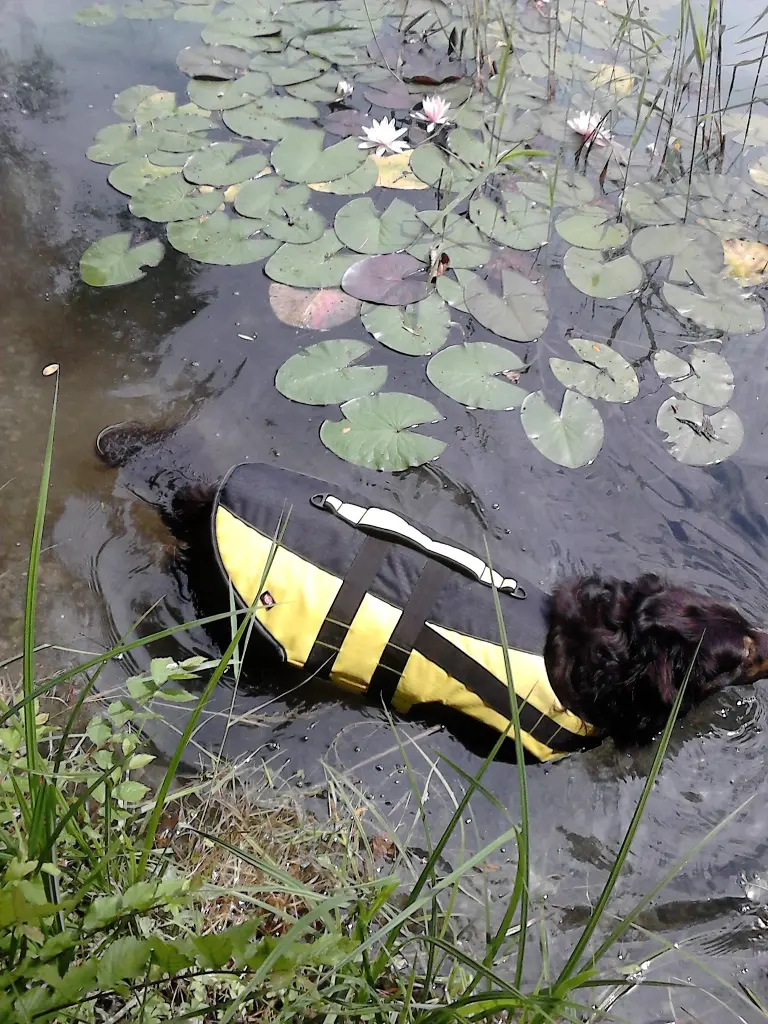 Condolence image of Fraule in Liebe