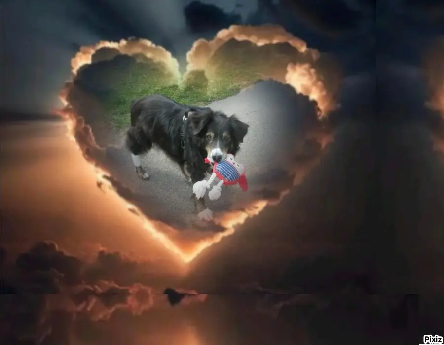 Condolence image of Tanja mit Timmy im Herzen 