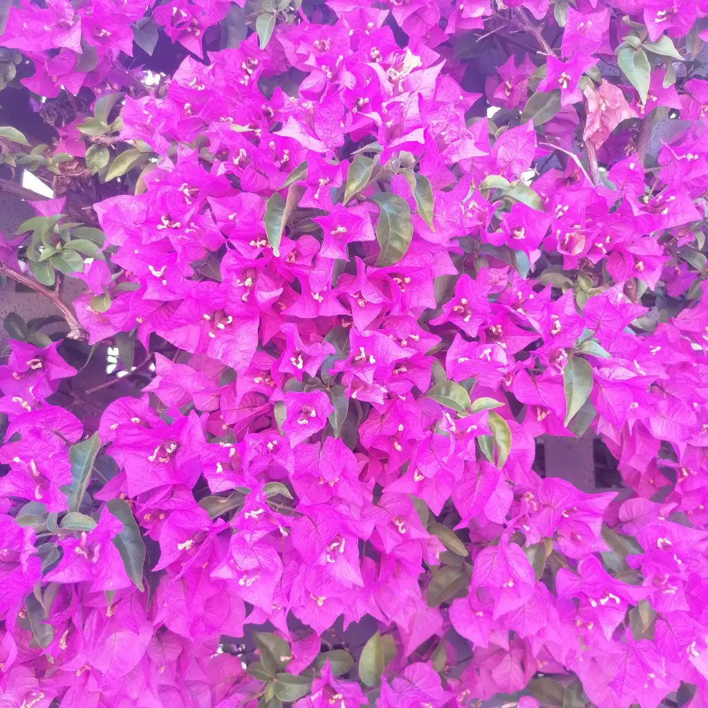 Condolence image of Martina mit Seelenhund Samy ♥️⭐♥️ für immer im Herzen 