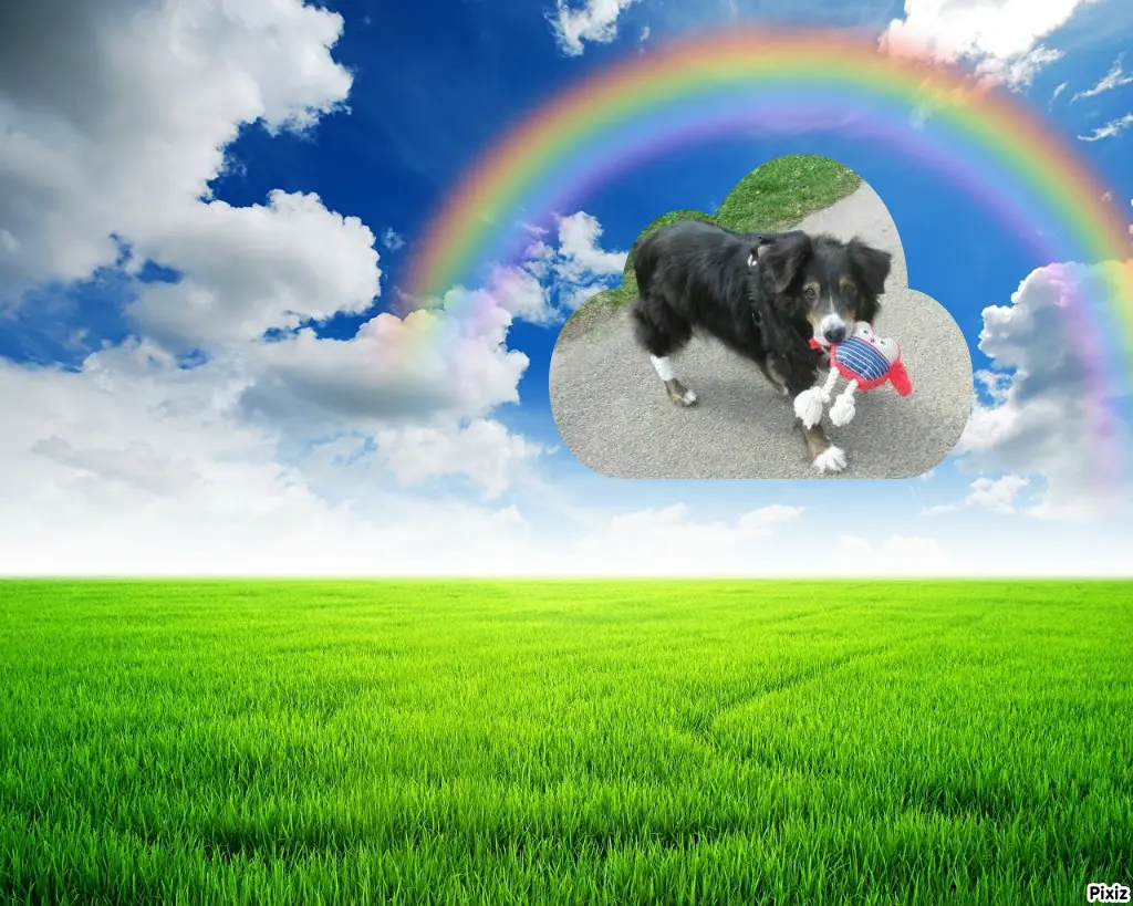 Condolence image of Tanja mit Timmy im Herzen 