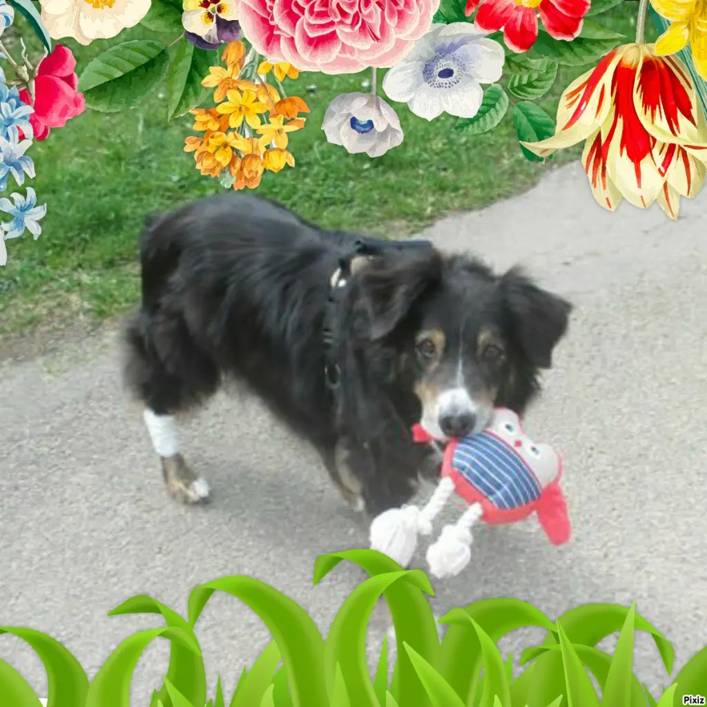 Condolence image of Tanja mit Timmy im Herzen 