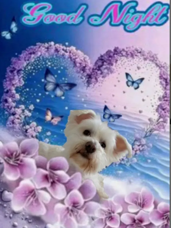 Condolence image of Martina mit Seelenhund Samy ♥️⭐♥️ für immer im Herzen 