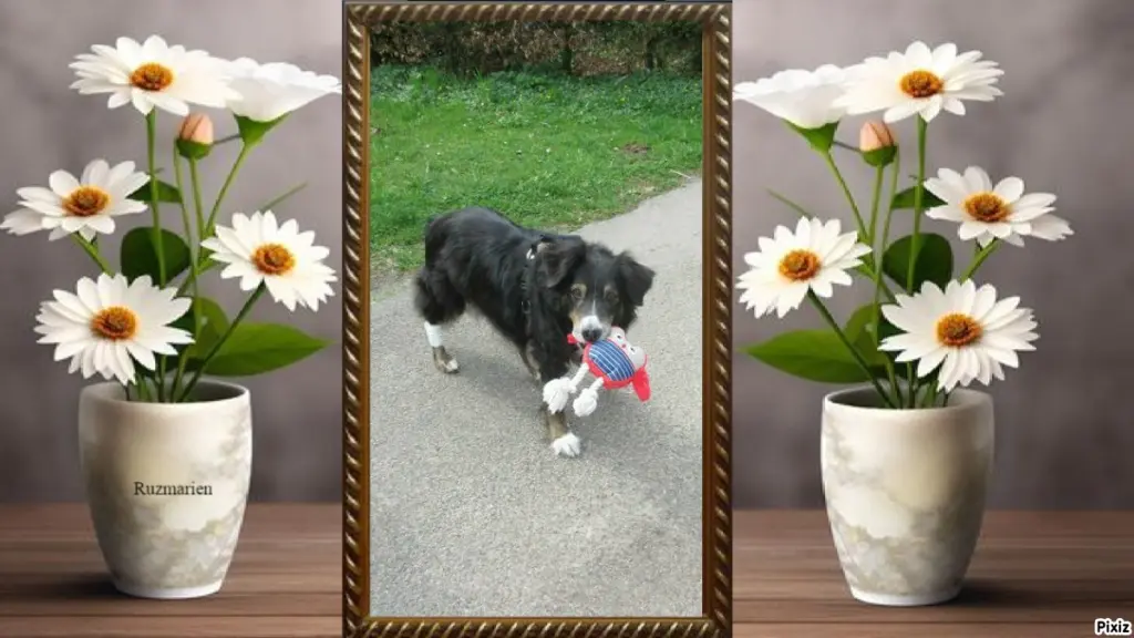 Condolence image of Tanja mit Timmy im Herzen 