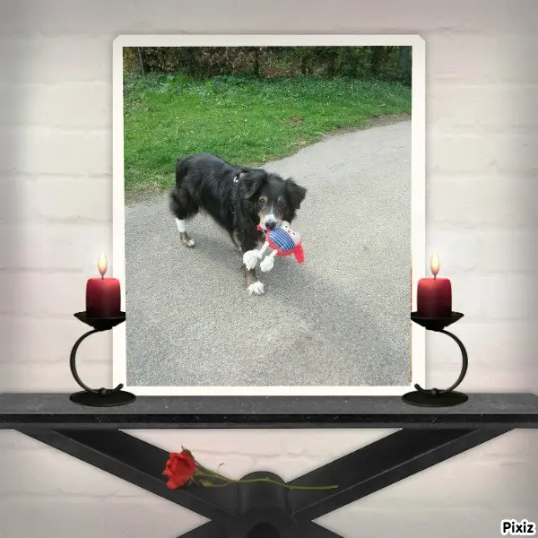 Condolence image of Tanja mit Timmy im Herzen 
