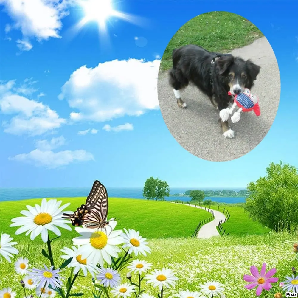 Condolence image of Tanja mit Timmy im Herzen 