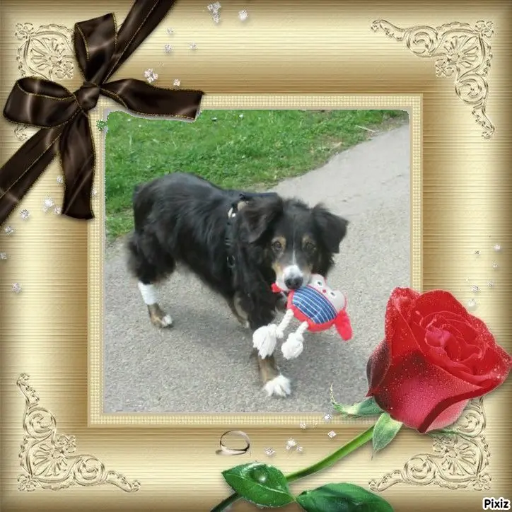 Condolence image of Tanja mit Timmy im Herzen 